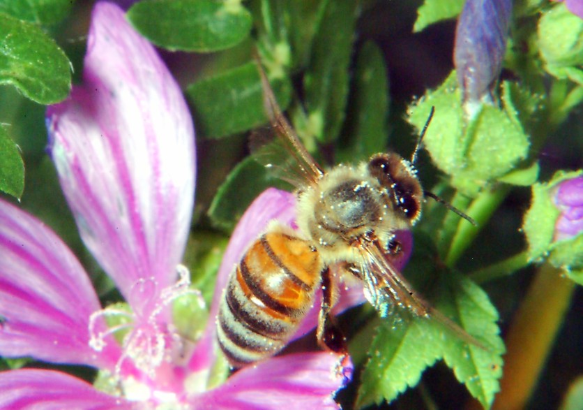 Farfalla nuova incontra coccinella